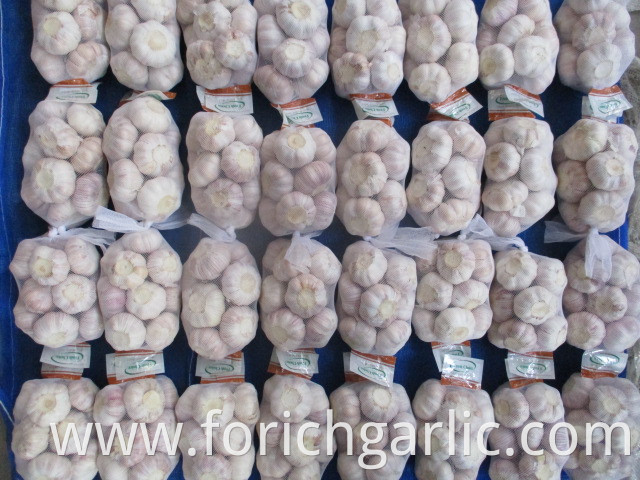 Normal White Garlic 2019 Fresh